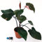 POWERS TO FLOWERS - PHILODENDRON, PHYLODENDRON, MONSTERA PINK PRINCESS XXL, pianta vera