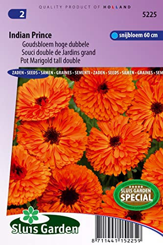 Pot Marigold Indian Prince Tall Double - Flower Seeds | Regal Orange Splendor for Bright Spaces