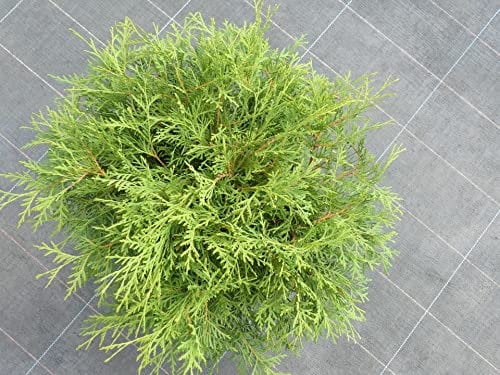 Thuja occidentalis Recurva Nana - Zwerg-Lebensbaum Recurva Nana