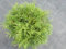 Thuja occidentalis Recurva Nana - Zwerg-Lebensbaum Recurva Nana