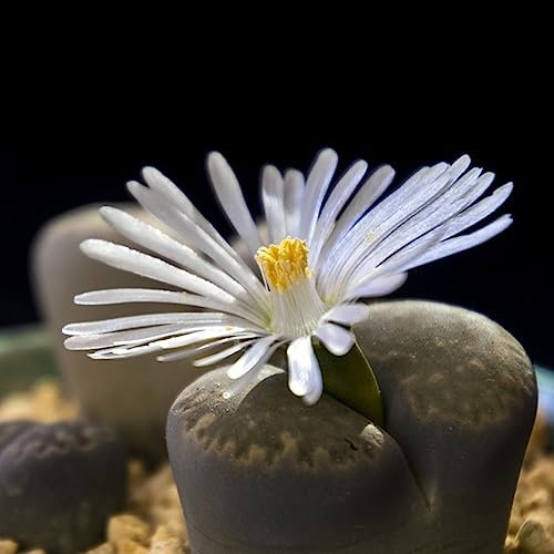 200 Pcs Lithops Lebende Steine Samen, Succulent, Pflanzen Züchten Sukkulenten Samen, Winterharte Pflanzen Für Garten Gartenpflanzen, Dekopflanzen Sukkulenten Samen Indoor Sukkulenten,