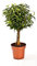 Birkenfeige Hochstamn, Ficus Babilatos, Bonsai, (Ficus babilatos), asiatischer Bonsai, verschiedene Größen (ca. 35cm hoch im 12cm Topf)