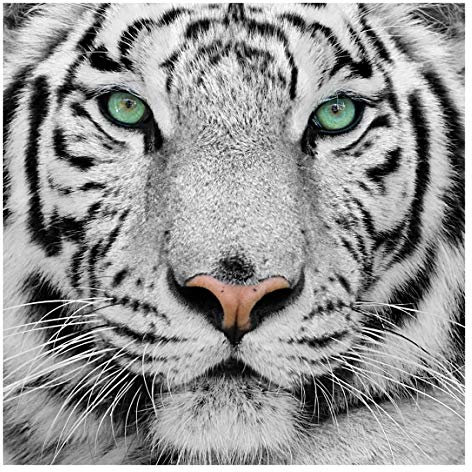 Tapete selbstklebend - Weißer Tiger - Fototapete Quadrat 192x192 cm