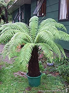 Goldener Baumfarn (Dicksonia fibrosa) – 25+ frische Sporen (halb)