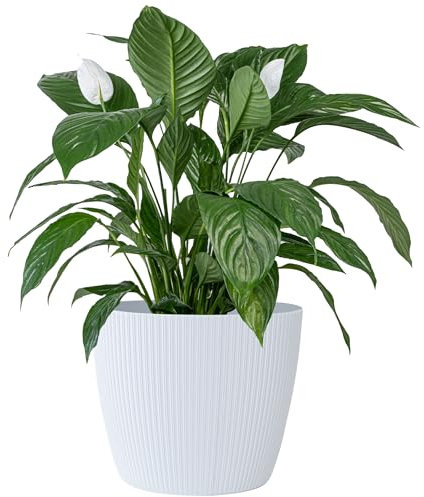 KONZEPT Blumentopf groß, weiß, gerillte Struktur 30cm, Übertöpfe für Zimmerpflanzen aus Kunststoff ideal für Wohnzimmer, Küche und Balkon