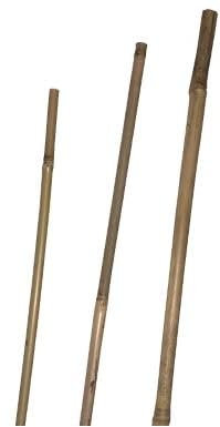 Lot de 10 Tuteur Bambou Naturel 60cm diamètre 6/8mm