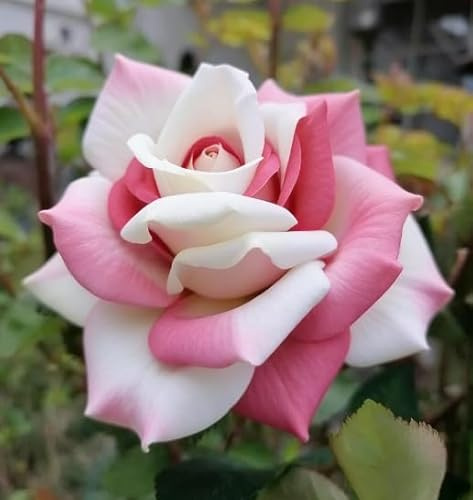 Tubérculos de rosa del desierto/Rosa del desierto perenne y resistente/Decoración de jardín/Tolerante a la sequía-1 Rizoma-A