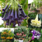 Portal Cool 18: 100Pcs / Bag Brugmansia Datura Seeds Angeli Trombe Flower Garden Blacony Piantato