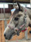 Equipride Geflochtenes Halfter Führstrick Set Gr. Full-Shetland rosa/grau (Cob)