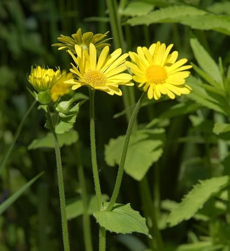 Strauß Gämswurz Goldstrauß - Doronicum pardalianches - lebende Gartenpflanze aus den Baumschulen