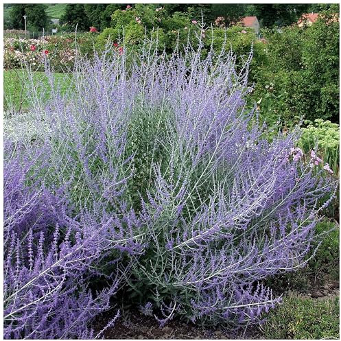 Stauden Gänge 1 x Perovskia atriplicifolia 'Blue Spire' (Gehölz/Winterhart/Mehrjährig/Bodendecker/Bienenfreundlich) Blauraute - Duftende Eleganz in sanften Blautönen - toller Duft