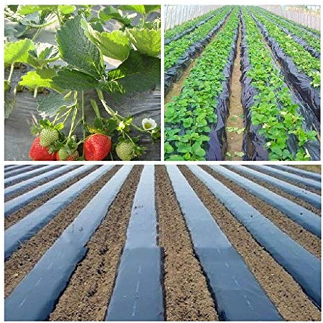 Paillis noir agriculture, désherbage, largeur 0,8 m, épaisseur 0,01 mm, film plastique pour légumes, serre, fraise, plantation, culture, film, 0,8 m x 20 m