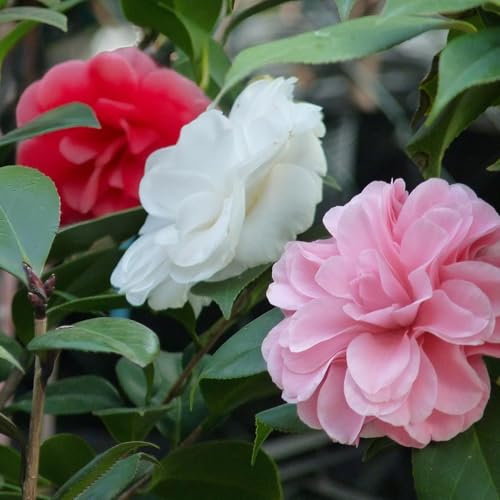 Kamelie - Camellia japonica Tricolour - Strauch - Winterharte - Blüte Rosa, Weiß und Rot - 3 Pflanzen - 1 m2 - Immergrün - Topf 15cm Höhe 30cm