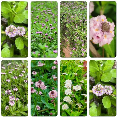 Phyla nodiflora verbena tappeto selvatici giardino di semi estate medicinali decorazione semi giardino selvatici perenni 500pcs