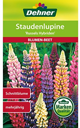 Dehner Blumen-Saatgut, Staudenlupine Russels Hybriden, 5er Pack (5 x 2 g)
