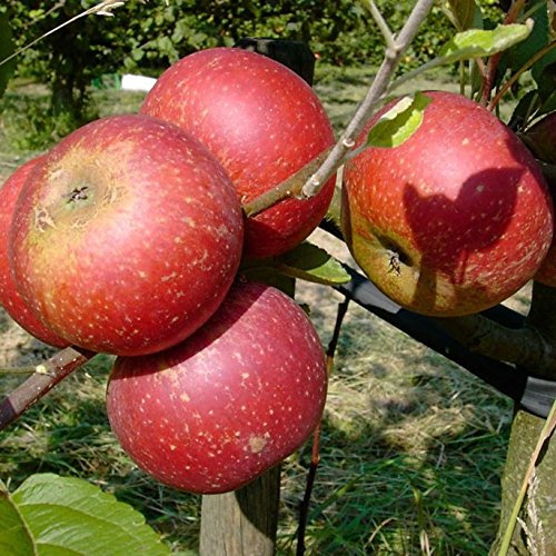 Ingrid Marie, roter Herbstapfel, Buschbaum ca. 110-140 cm, wurzelnackt, M9