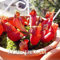 SwansGreen 50PCS Purple Pitcher Plant Sarracenia Purpurea Flower Seeds Carnivorous Plant Flowers Planting Office Mini-plants
