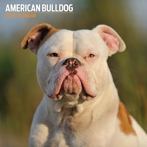 Traditioneller Kalender 2026 American Bulldog