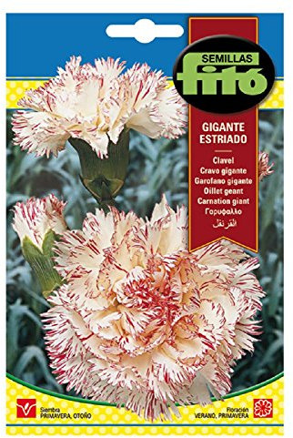 Semillas Fitó 638 - Semillas de Clavel Gigante Estriado