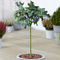 Ficus Brown Turkey Tree | Deciduous Potted Fig Trees for Small Gardens & Borders | Straight Standard Stem (70-80cm (Incl. Pot))