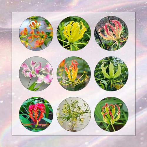 20 Pcs Flammenlilien - Zwiebeln, Frühlingsblumen Zwiebeln, Zimmerbonsai Bonsai Flammenlilie - Gloriosa Superba - Deko Blumen, Topfpflanzen Echt Frühlingsblüher Zwiebeln, Seltene Pflanzen