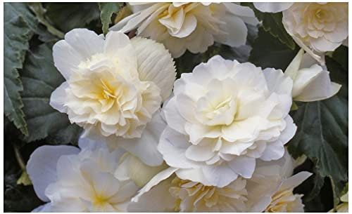 PREMIER SEEDS DIRECT - Begonia Tuberous - Illumination - White F1 (150 Pellets)