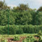 Sufrk Maschendrahtzaun mit Bodenhülsen Zaunelemente Weidezaun Zaunpfosten Metall Gartenzaun Metall Bauzaun Metall Grün 1,4x25 m - 154107