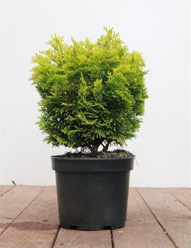 Chamaecyparis obtusa 'Nana Aurea' 20-25 cm - Gelbe Hinoki-Scheinzypresse, kompakt wachsend, ideal für Steingärten und Kübel, immergrün, pflegeleicht