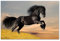 Postereck - 0213 - Schwarzes Pferd, Rappe Hengst Tier Reiten Natur - Wandposter Fotoposter Bilder Wandbild Wandbilder - Poster - DIN A3-29,7 cm x 42,0 cm