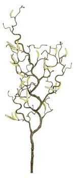 Kunstblume Dekozweig Korkenzieherhaselnuss, braun/grün, 67cm