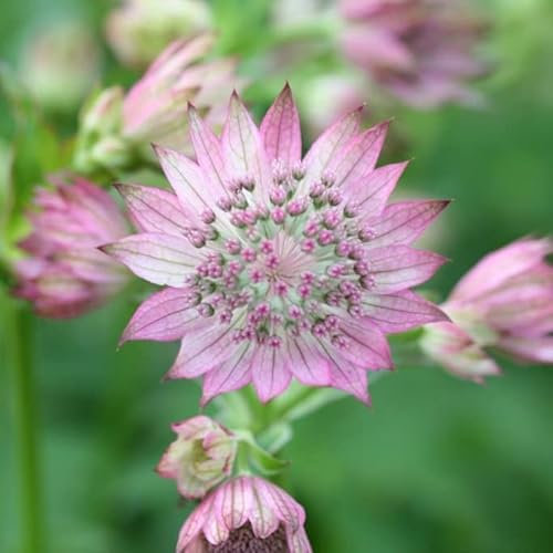 6x Große Sterndolde 'Alba' - Astrantia major - Topf 9x9cm