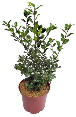 Stechpalme 'Heckenstar'®, 50er-Set, Höhe ca. 40-50 cm, Topf 5 Liter