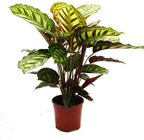 Exotenherz - Schattenpflanze mit ausgefallenem Blattmuster - Calathea roseapicta - 14cm Topf - ca. 50cm hoch