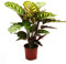 Exotenherz - Schattenpflanze mit ausgefallenem Blattmuster - Calathea roseapicta - 14cm Topf - ca. 50cm hoch