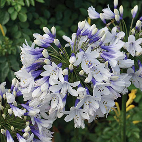 Potted Hardy Garden Plants Agapanthus, Ideal for Borders & Patios, Easy to Grow, Summer Flowering, 1 or 2 x Agapanthus Twister Plants in 9cm Pots (1 x 9cm Pot)