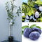 SAVINI VIVAI Pflaumenbaum Stanley, Obstpflanzen, Baum im Topf, 22–24 cm, 2–3 Jahre, Höhe 130–150 cm, hergestellt in Italien