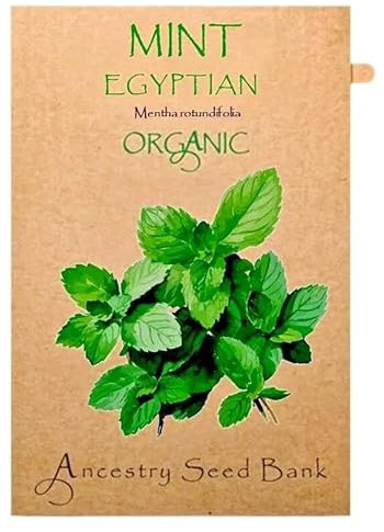 Organic Mint ❁ Egyptian - Round LEAVED ❁ x200 Seeds Heirloom Herbs - Non GMO