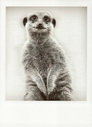 Geburtstagskarte Erdmännchen - Charmante Schwarzweiß-Fotografie, Wachsame Tiere in der Wildnis, Stehende Beobachtung, Natur-Motiv Blankokarte, Vintage Retro-Design, Ideal für Sammler & Deko, 1 Stück