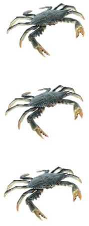 Toddmomy 3 Pièces Portunid Solide Crabe Coquilles Cage Océan Vide Décor Simulation Sable Poisson Boîte Réservoir Artisanat D'aquarium Figurine d'animal Marin Vif Modèle Animalier Plastique