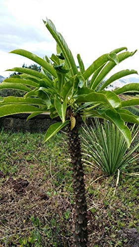 Pachypodium rutenbergianum Palma de Madagascar 10 Semi