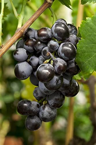 Vitis vinifera 'Erdbeertraube' 80-100 cm - Weinrebe, süße rote Trauben, Erntezeit September-Oktober, ideal für Pergolen, pflegeleicht und winterhart