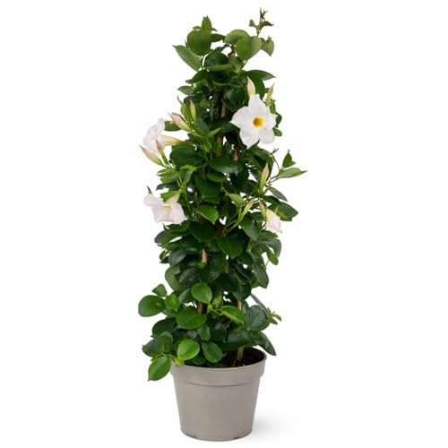 Exotenherz Mandevilla Dipladenia - Trichterblüte - Pyramidenform - 17cm Topf - ca. 65-70cm - weiß