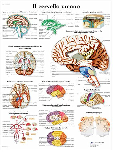 3B Scientific Anatomietafel des menschlichen Gehirns, italienisch, Anatomieposter aus Papier, detailliertes Neuroanatomie-Wandposter für Medizinstudierende, Neurologie