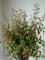 winterharte Fuchsie Fuchsia magellanica gracilis 30-40 cm hoch im 3 Liter Pflanzcontainer