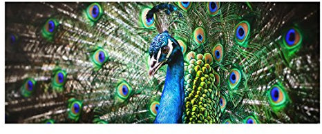 Bilderwelten Top Tiere Glasbilder Wandbild Foto Kunstdruck 50 x 125 cm, Edler Pfau