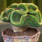PERZOE 30/60 Piezas de Semillas de Cactus Raras, decoración de bonsái de Adorno de Oficina en casa de Plantas suculentas Semillas de Cactus 60 Piezas