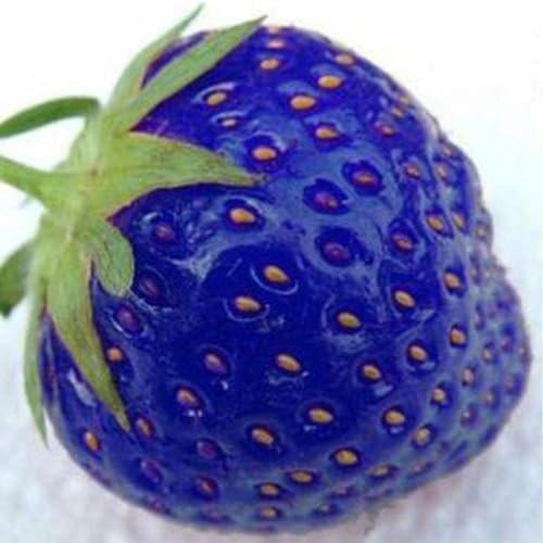 kiskick Paquete de jardín Semillas de hierbas para plantar y al aire libre, 200 piezas Semillas de fresa azul Hogar Jardín Granja Planta frutal deliciosa y nutritiva Semillas de fresa