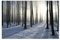 Paul Sinus Art 120x80cm - WANDBILD Wald Schnee Winter Sonnenstrahlen - Leinwandbild auf Keilrahmen modern stilvoll - Bilder und Dekoration