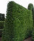 Müller Münchehof GmbH Thuja Lebensbaum Wurzelware im 10er Bündel - extra stark Größe 60 bis 80 cm