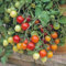 Tomato 'Tumbler' 20 Seeds - Best Variety for Hanging Baskets